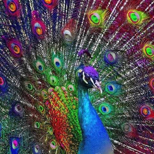 Colorful Peacock 5D Diamond Painting Art Display
